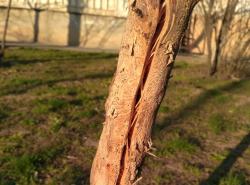от вредителей погибло 2 дерева