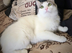 КОШЕЧКЕ СРОЧНО НУЖЕН ДОМ!