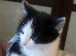 КОТЁНКУ СРОЧНО НУЖЕН ДОМ!