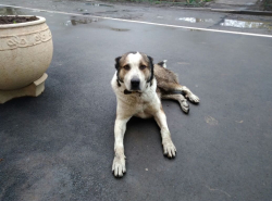 Найден кобель азиата 