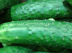 Вот такого друга можно привезти домой