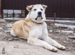  ждёт своего хозяина Сабир!