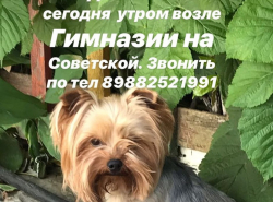 Найдень кобель 