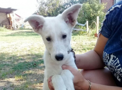 Маленькая лаечка ждёт хозяев!