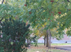 Бродячие собаки добрались до больниц