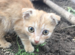Найден приметный котенок в районе Налоговой