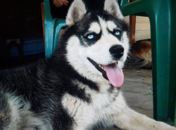 Пропала собака -хаски