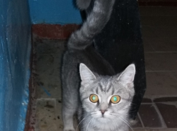 Кто потерял кошечку?