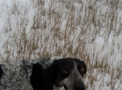 Найдена охотничья собака