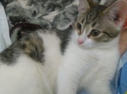 Ищет дом котенок