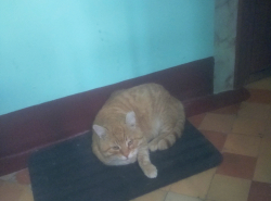 Может быть, я понравлюсь кому-то