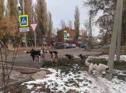 Огромная стая собак