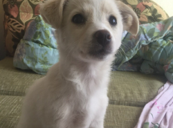 Щенок ищет дом