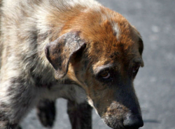 На моего ребенка напала собака!