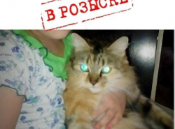 Пропала кошка 
