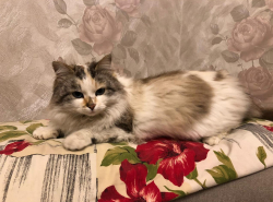 Кошка ищет хозяев