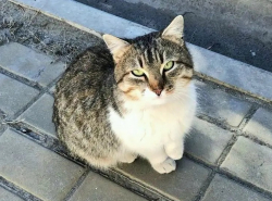 КОШКЕ НУЖНА ПЕРЕДЕРЖКА!
