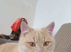 ПОТЕРЯЛСЯ КОТ