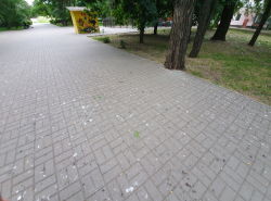 Вороны из Дубравушки переехали в парк Победы?