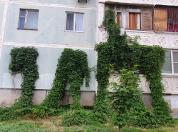 Заросли на Кошевого