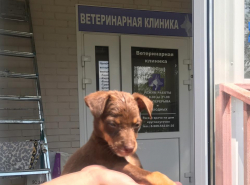 Той-терьер ищет хозяев