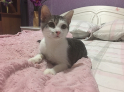 Кот Василёк ищет дом