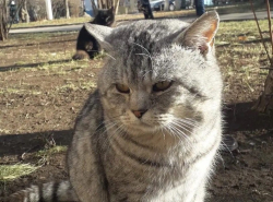 Невероятно грустный кот ищет дом!