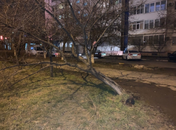 Дерево на Гагарина не выдержало субботнего ветра