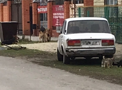 Стая бездомных собак в хуторе Лагутники