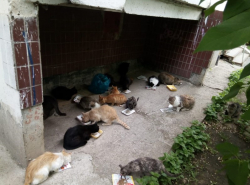 Соседка кормит котов под нашим балконом