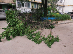 Деревья во дворе на Кошевого не выдержали бури