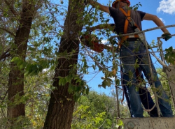 В Волгодонске уничтожают живые деревья
