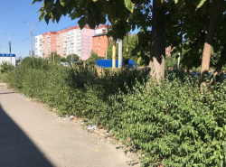 Заросшие кусты на Гагарина