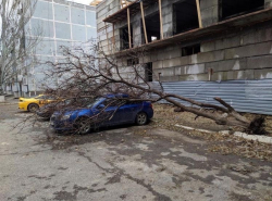 Осторожно, возможно падение деревьев