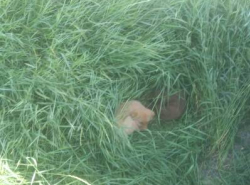 Сбитая автомобилем собака в Красном Яру умирала в траве пока ее ждали щенки 