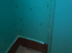 Блохи, клопы и тараканы выживают жильцов дома 