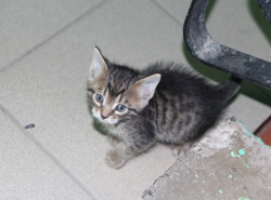 Котенка бросили на произвол судьбы в холодном подъезде в Волгодонске 