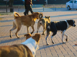 На меня напали бездомные собаки