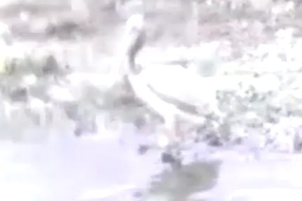 Заблудившийся пеликан привлек внимание рыбаков в Волгодонске