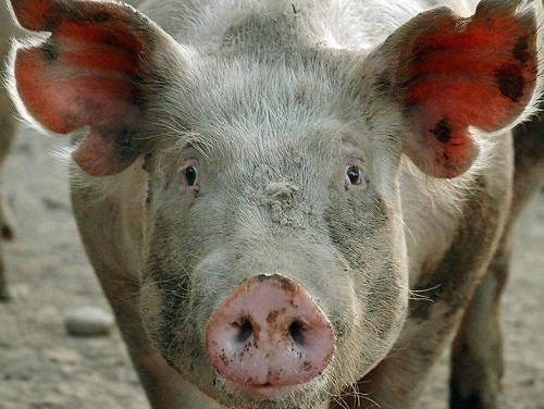 Свиноводов Волгодонска предупреждают об опасности распространения африканской чумы свиней