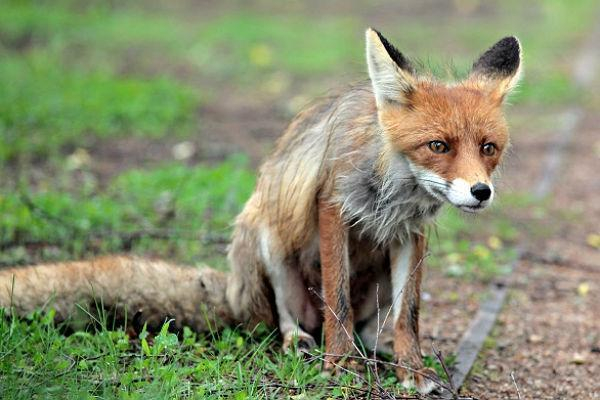 Бешеных лисиц убили в 50 километрах от Волгодонска