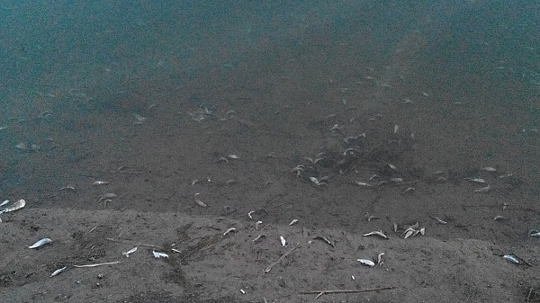 Массовый мор рыбы зафиксирован на оросительном канале Волгодонска