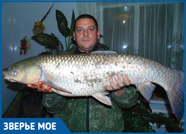 15-килограммового белого амура вытащил из Цимлы рыбак