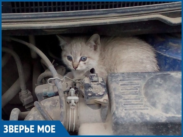 С наступлением холодов котята прячутся под капоты автомобилей: волгодонцев просят быть внимательнее