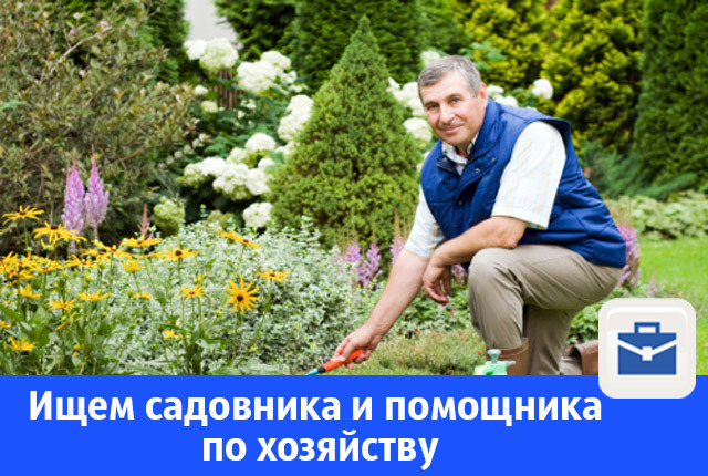 Работа прямом хозяином. Садовник помощник по хозяйству. Требуется помощник по хозяйству. Помощник по хозяйству вакансии. Помощник по хозяйству с проживанием.
