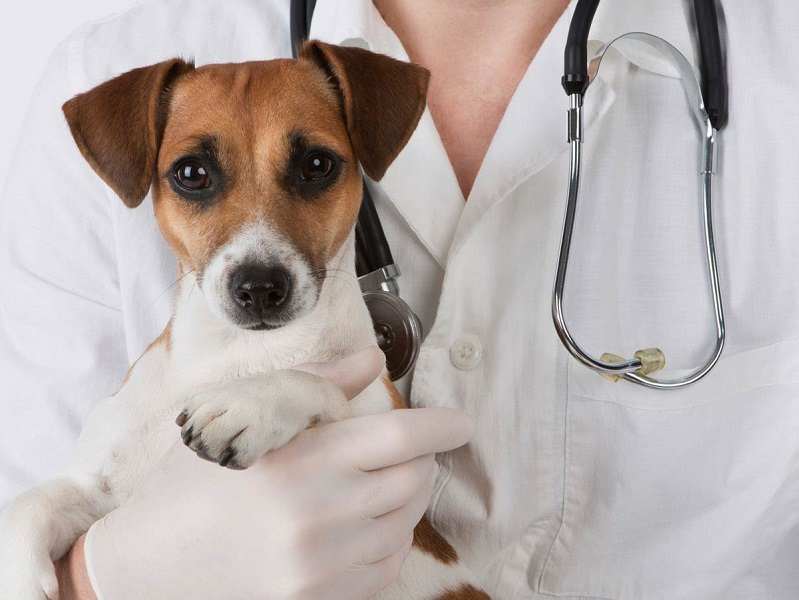 В Волгодонске пройдет день льготной стерилизации собак и кошек