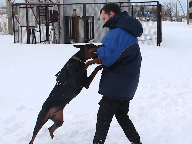 Кавказская овчарка: агрессия в семье. Советы по коррекции. | Dudusik Dog | Дзен