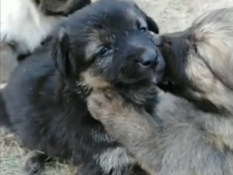 Маленьких щенков бросили умирать в яме недалеко от Волгодонска