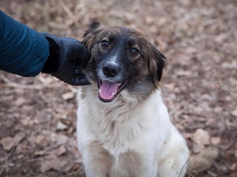 Спасенной из плена живодеров собаке в Волгодонске ищут дом