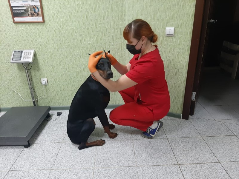 Здоровый питомец - счастливый хозяин: как часто животные должны посещать ветеринара